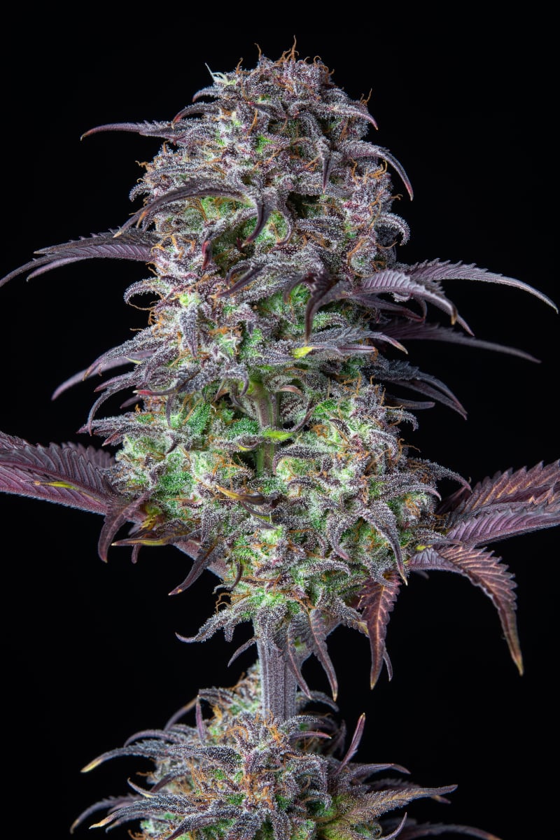 FAST BUDS - BLUEBERRY AUTO