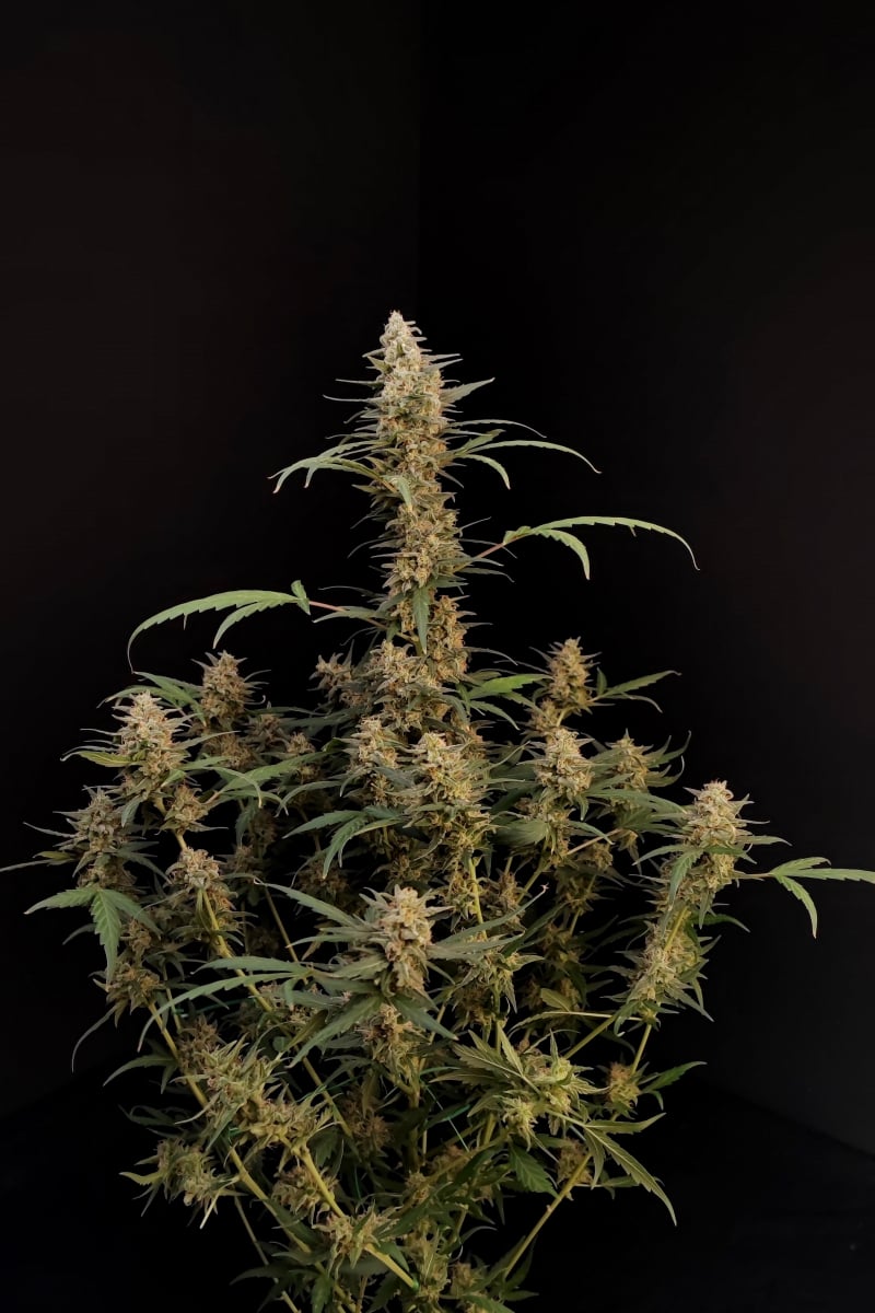 FAST BUDS - CRITICAL AUTO