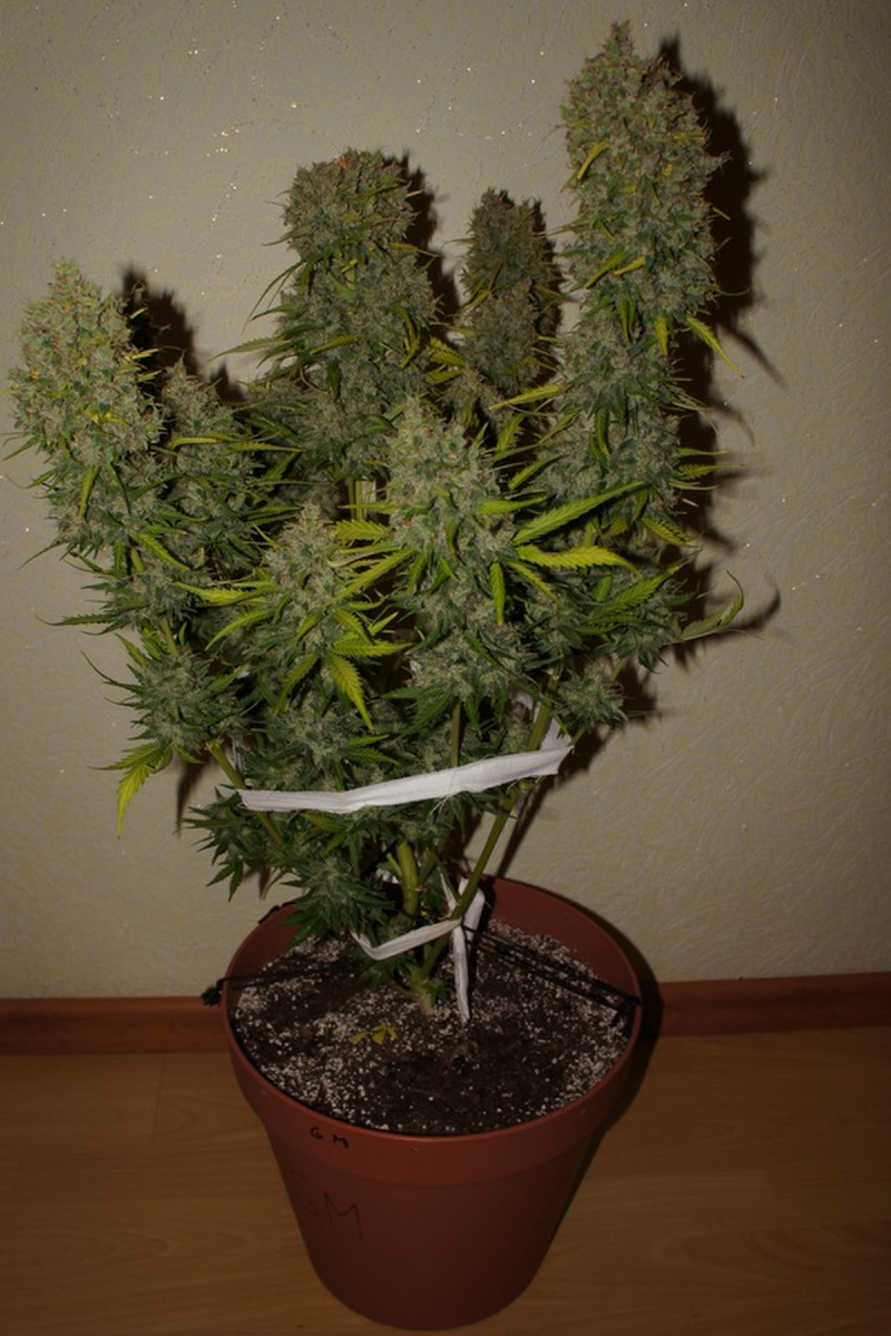 FAST BUDS - GRAPEFRUIT AUTO