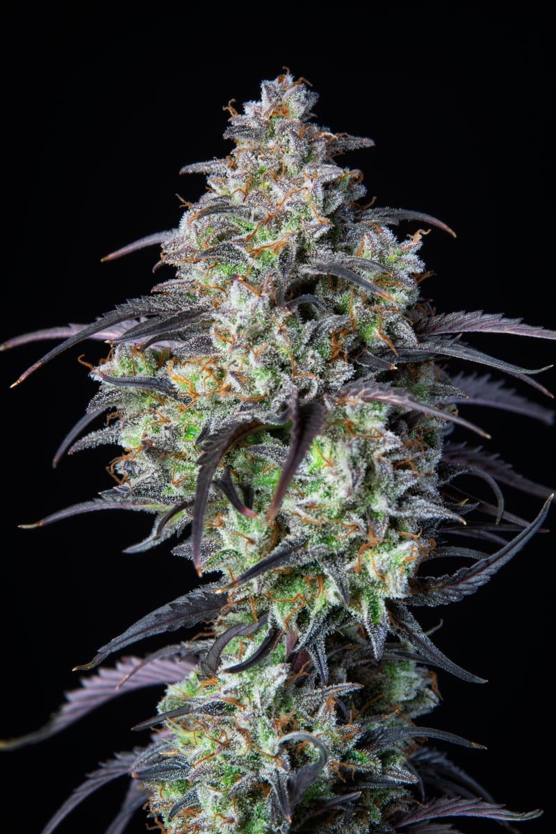 FAST BUDS - MIMOSA CAKE AUTO