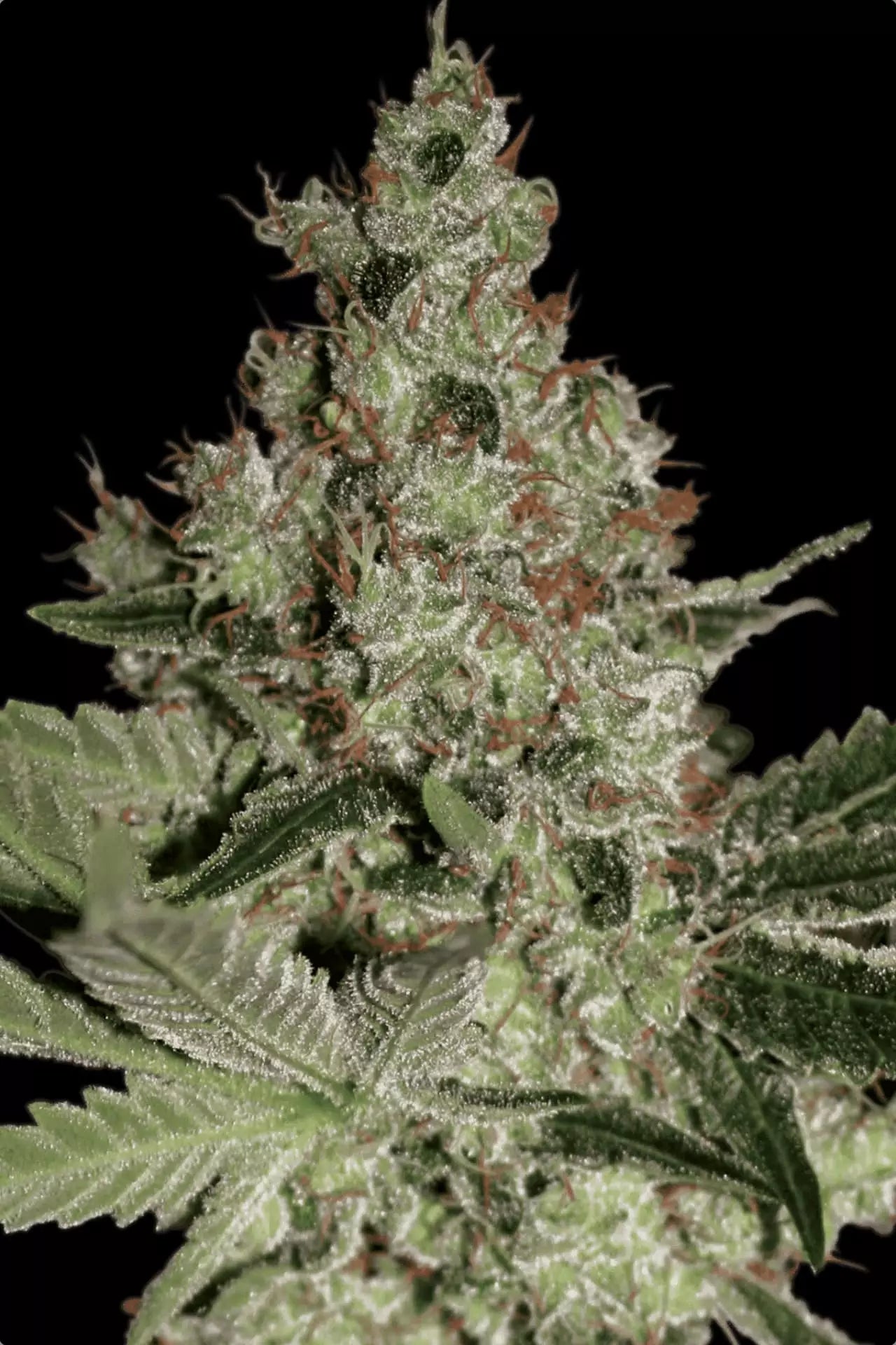 PARADISE SEEDS - ACID FEMMINIZZATA