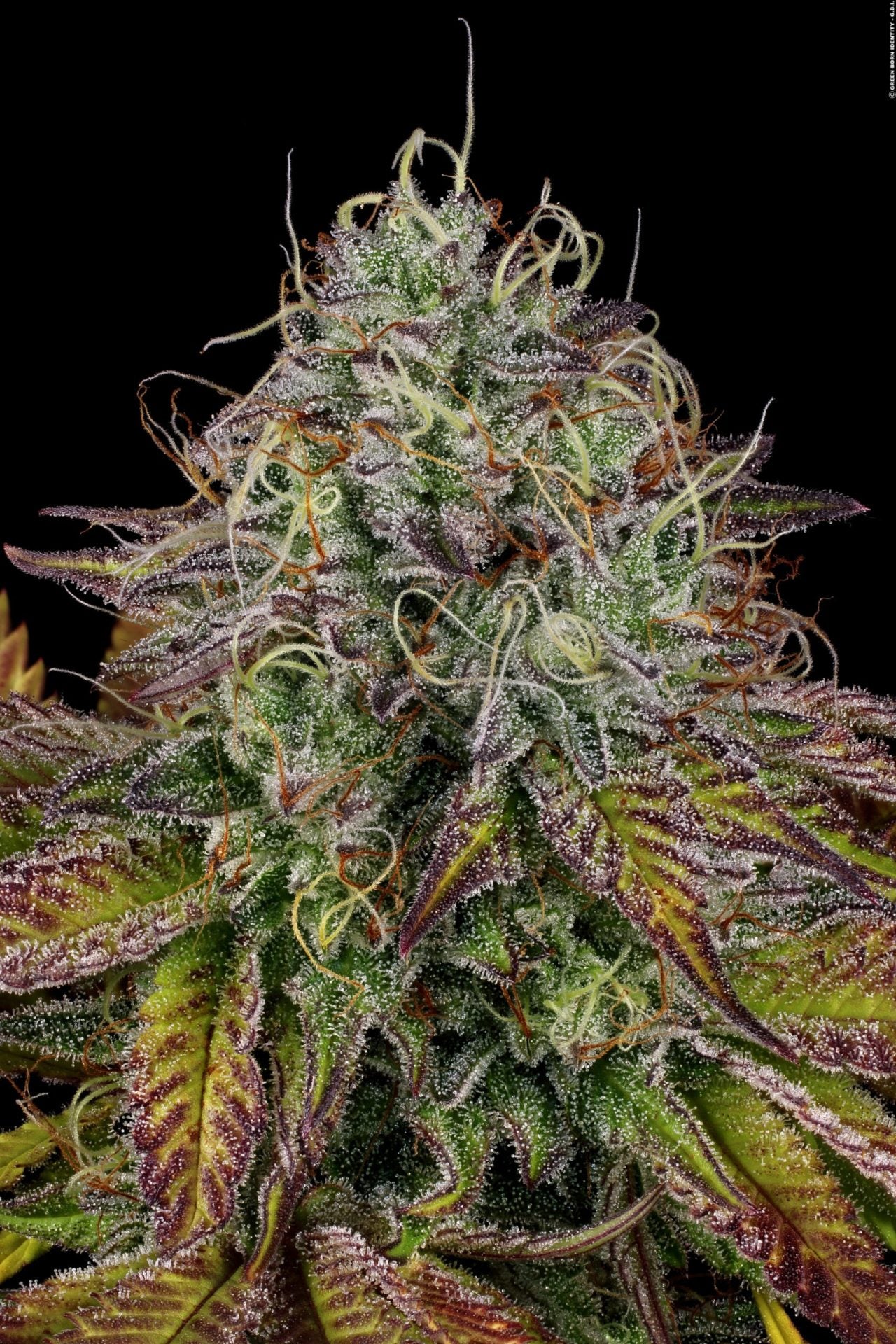 PARADISE SEEDS - APRICOT CANDY