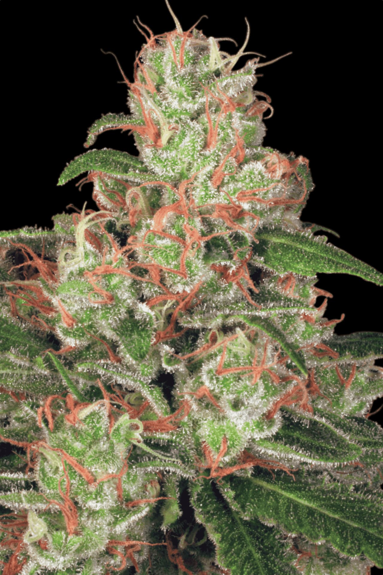PARADISE SEEDS - AUTO ACID