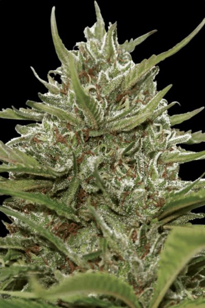 PARADISE SEEDS - AUTO COLLECTION PACK #1