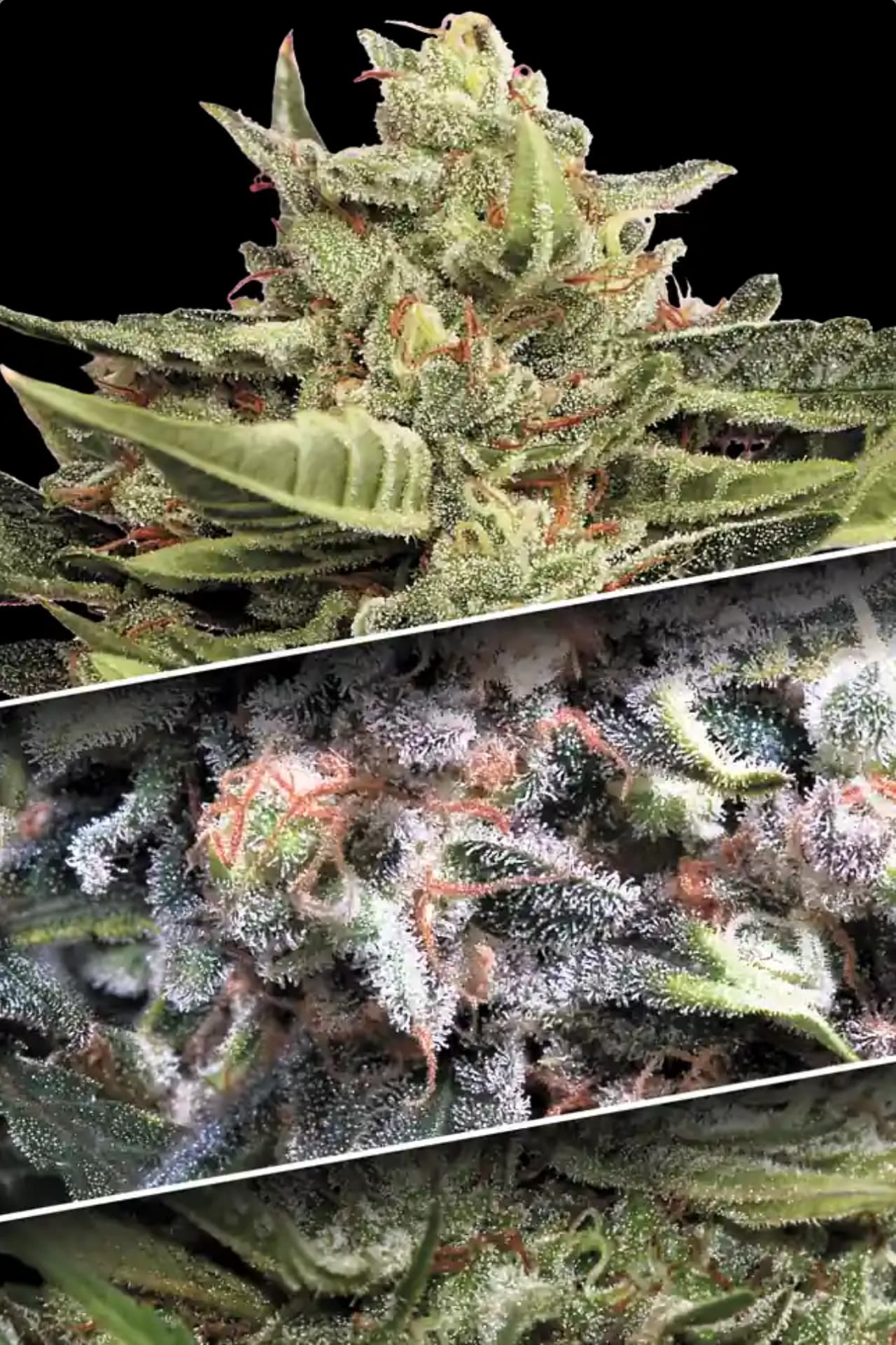 PARADISE SEEDS - AUTO COLLECTION PACK #1