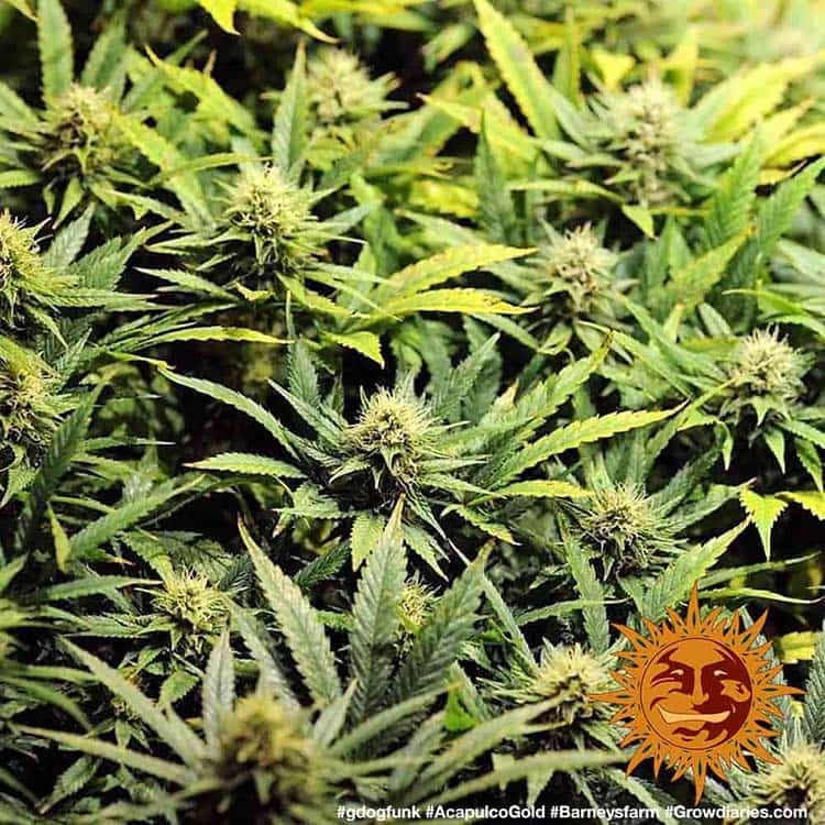 BARNEY'S FARM - ACAPULCO GOLD FEM
