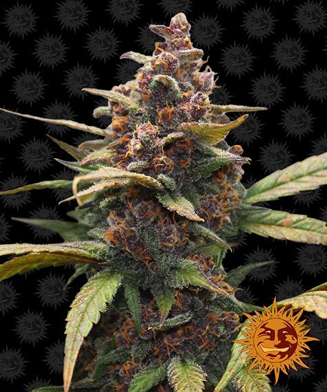 BARNEY'S FARM - AYAHUASCA PURPLE FEM