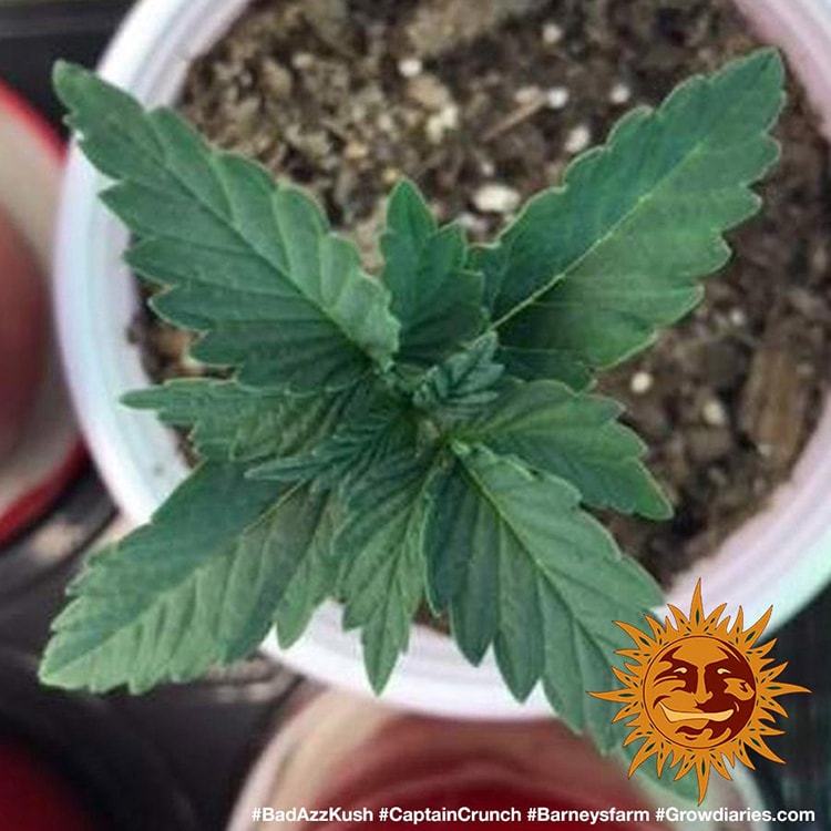 BARNEY'S FARM - BAD AZZ KUSH FEM