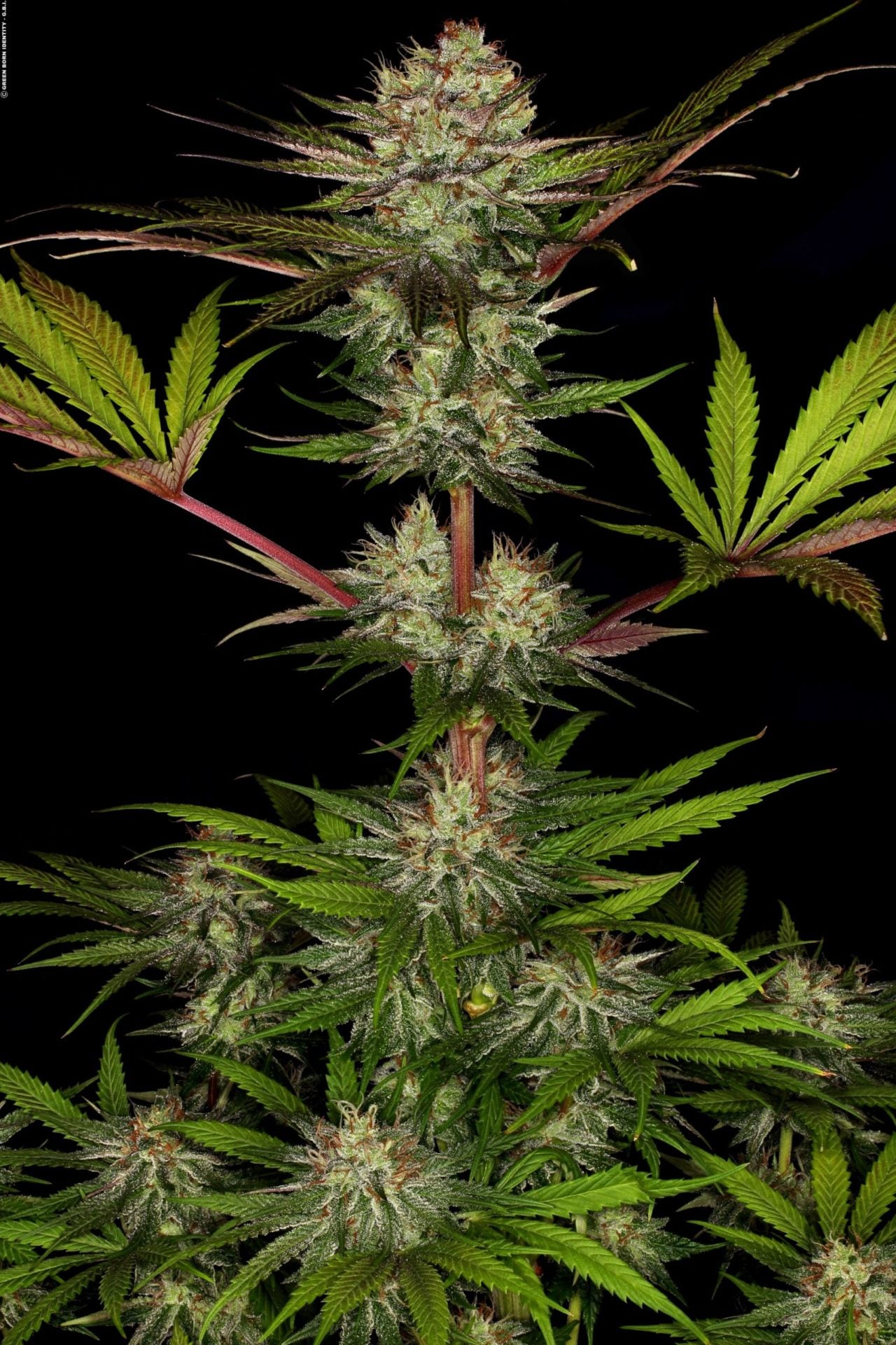 PARADISE SEEDS - CHOCOLATE WAFFLE