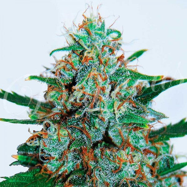 DELICIOUS SEEDS - CRITICAL NEVILLE HAZE AUTO