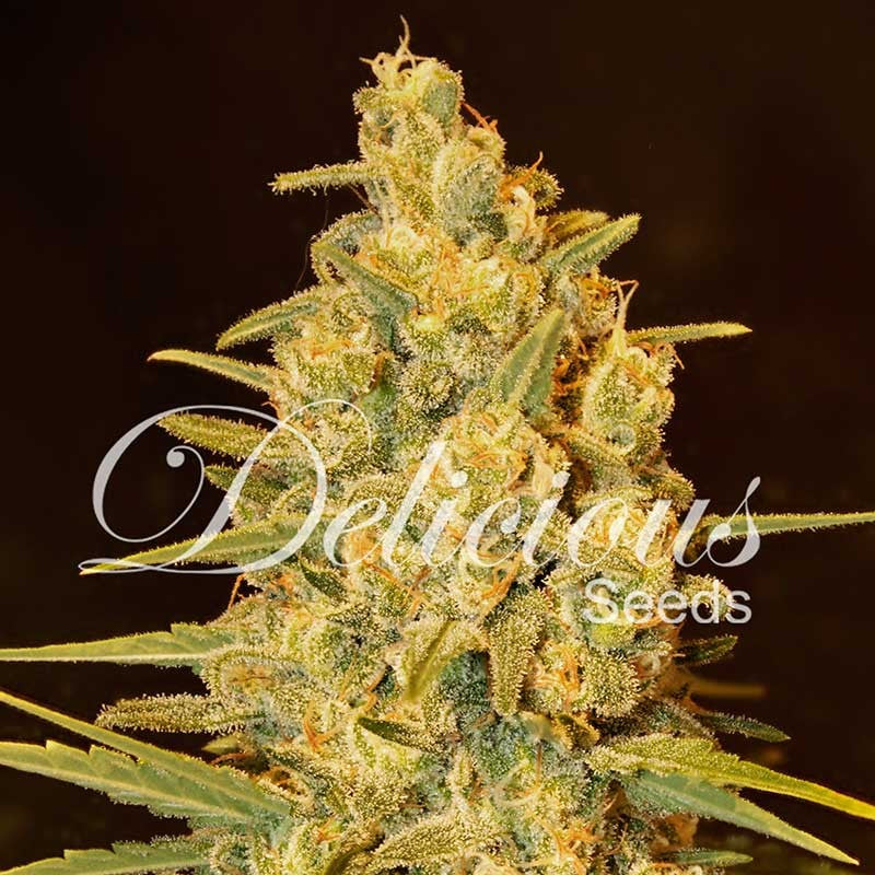 DELICIOUS SEEDS - CRITICAL SENSI STAR