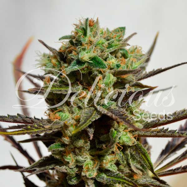 DELICIOUS SEEDS - DELICIOUS CANDY
