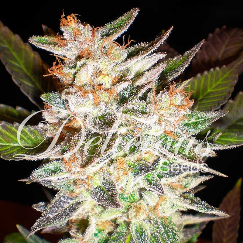 DELICIOUS SEEDS - DELICIOUS CANDY AUTO