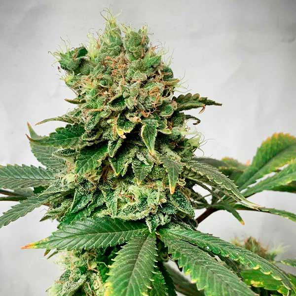 DELICIOUS SEEDS - DESCOJACK