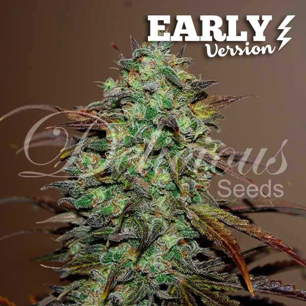 DELICIOUS SEEDS - ELEVEN ROSES EARLY VERSION