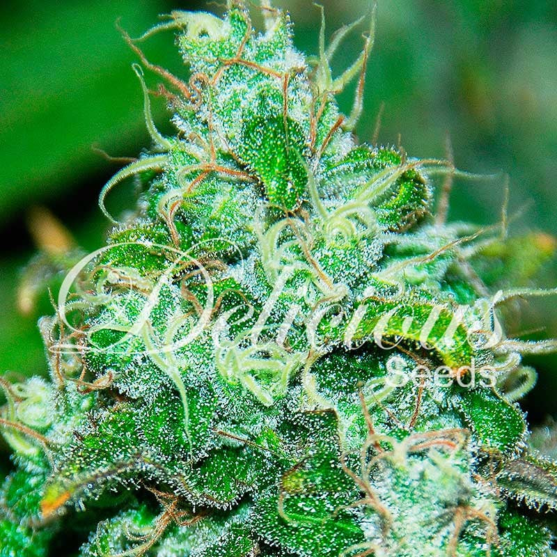 DELICIOUS SEEDS - FRUITY CHRONIC JUICE