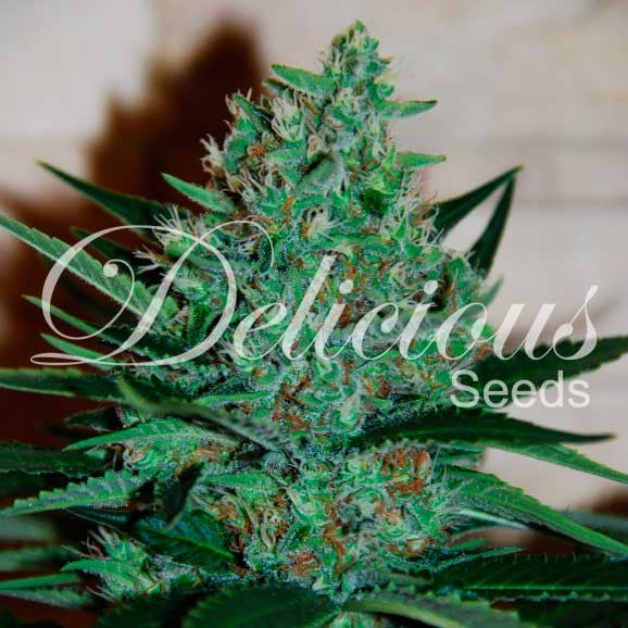 DELICIOUS SEEDS - FRUITY CHRONIC JUICE
