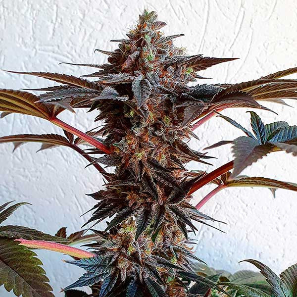 DELICIOUS SEEDS - GOLOSA