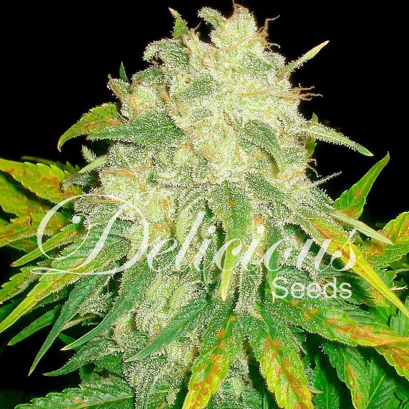 DELICIOUS SEEDS - IL DIAVOLO