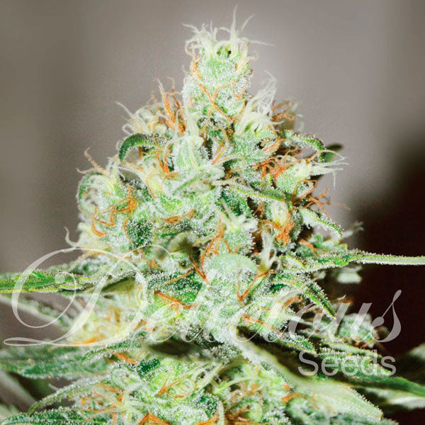DELICIOUS SEEDS - JÄGG KUSH