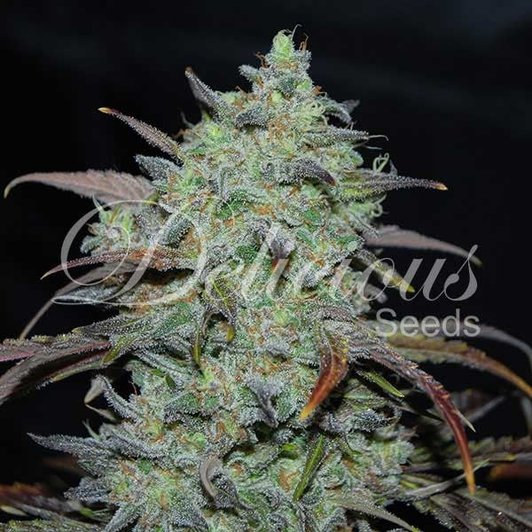 DELICIOUS SEEDS - MARMALATE