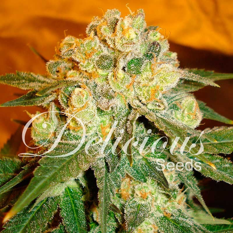 DELICIOUS SEEDS - MARMALATE