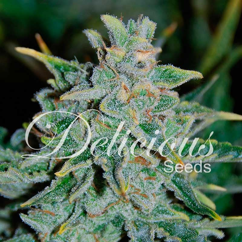 DELICIOUS SEEDS - NORTHERN LIGHT BLUE AUTO