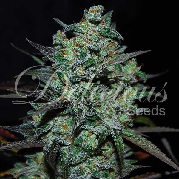 DELICIOUS SEEDS - NORTHERN LIGHT BLUE THC FREE