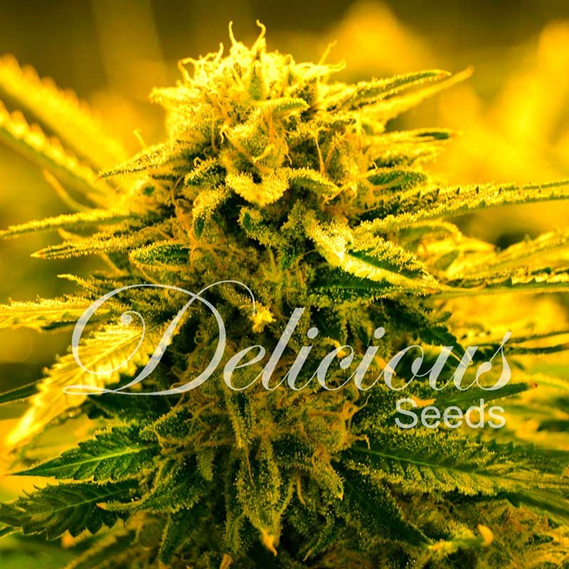 DELICIOUS SEEDS - SUGAR BLACK ROSE AUTO
