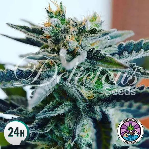 DELICIOUS SEEDS - SUGAR BLACK ROSE F1 FAST VERSION