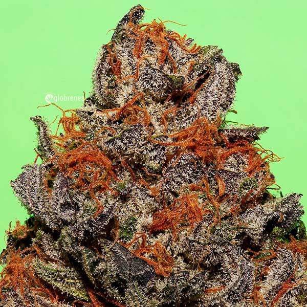 DELICIOUS SEEDS - UNKNOWN KUSH