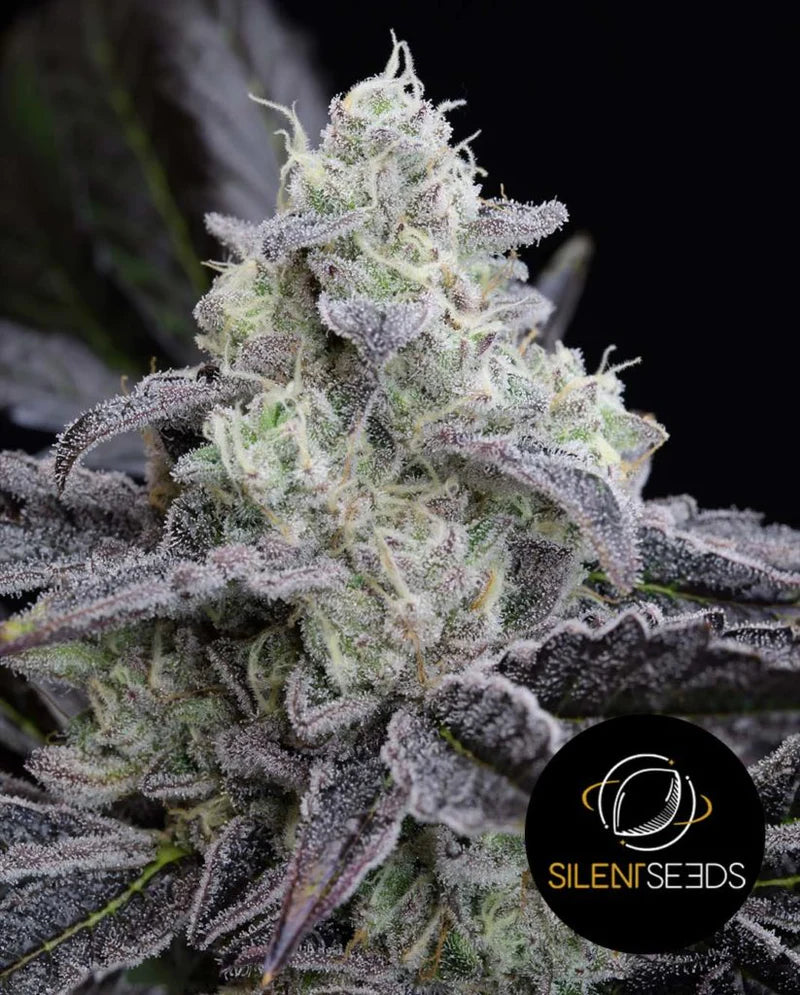 Silent Seeds - L.A.VANILLA CAKE