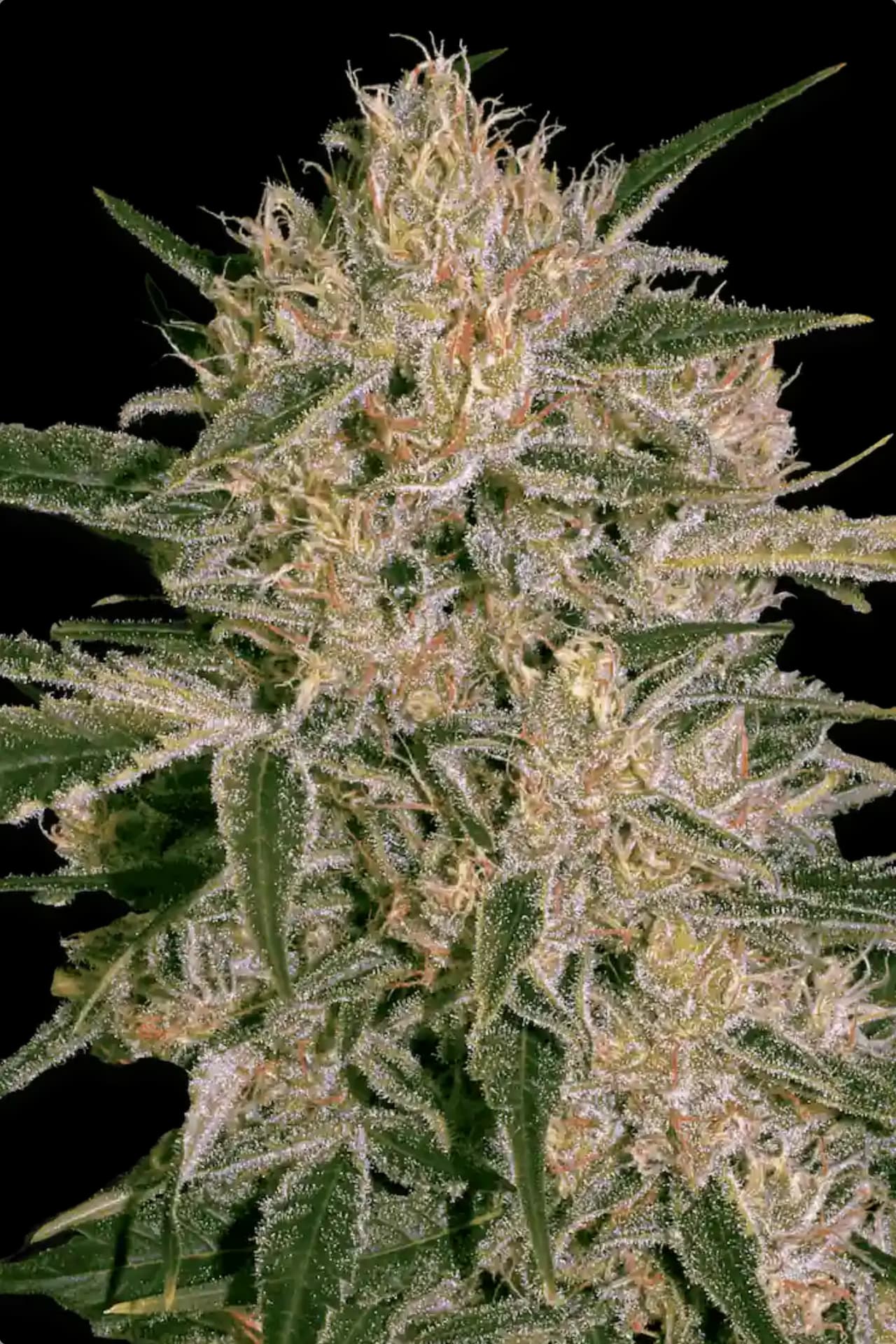 PARADISE SEEDS - NEBULA II CBD FEMMINIZZATA