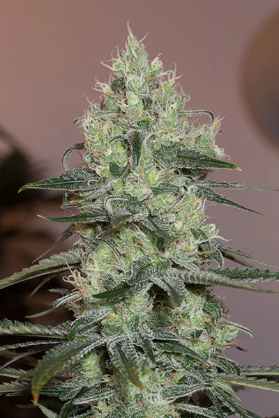 Silent Seeds - ORIGINAL AMNESIA