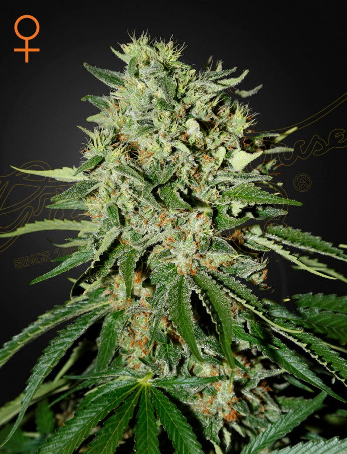 GREEN HOUSE - THE DOCTOR