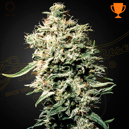 GREEN HOUSE - WHITE RHINO