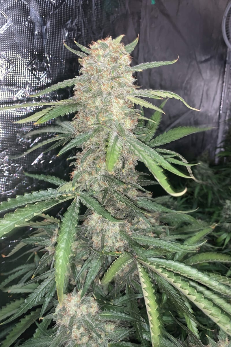 FAST BUDS - OG KUSH AUTO