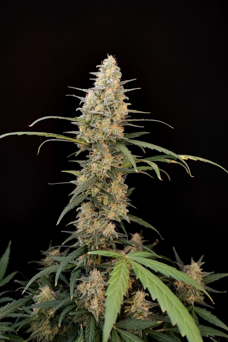 FAST BUDS - CRITICAL AUTO