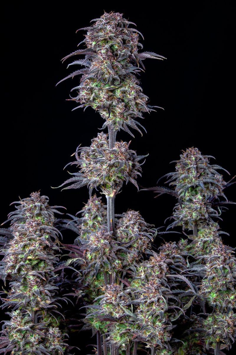 FAST BUDS - BLUEBERRY AUTO
