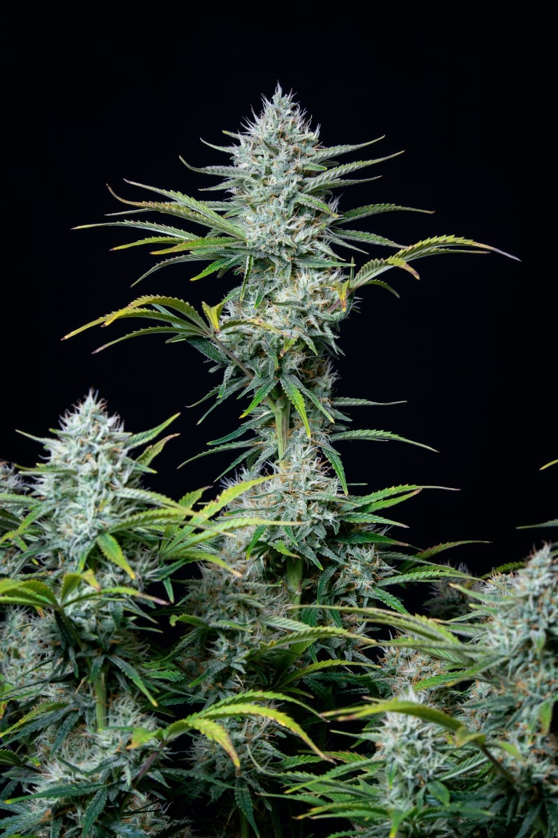 FAST BUDS - WHITE WIDOW AUTO
