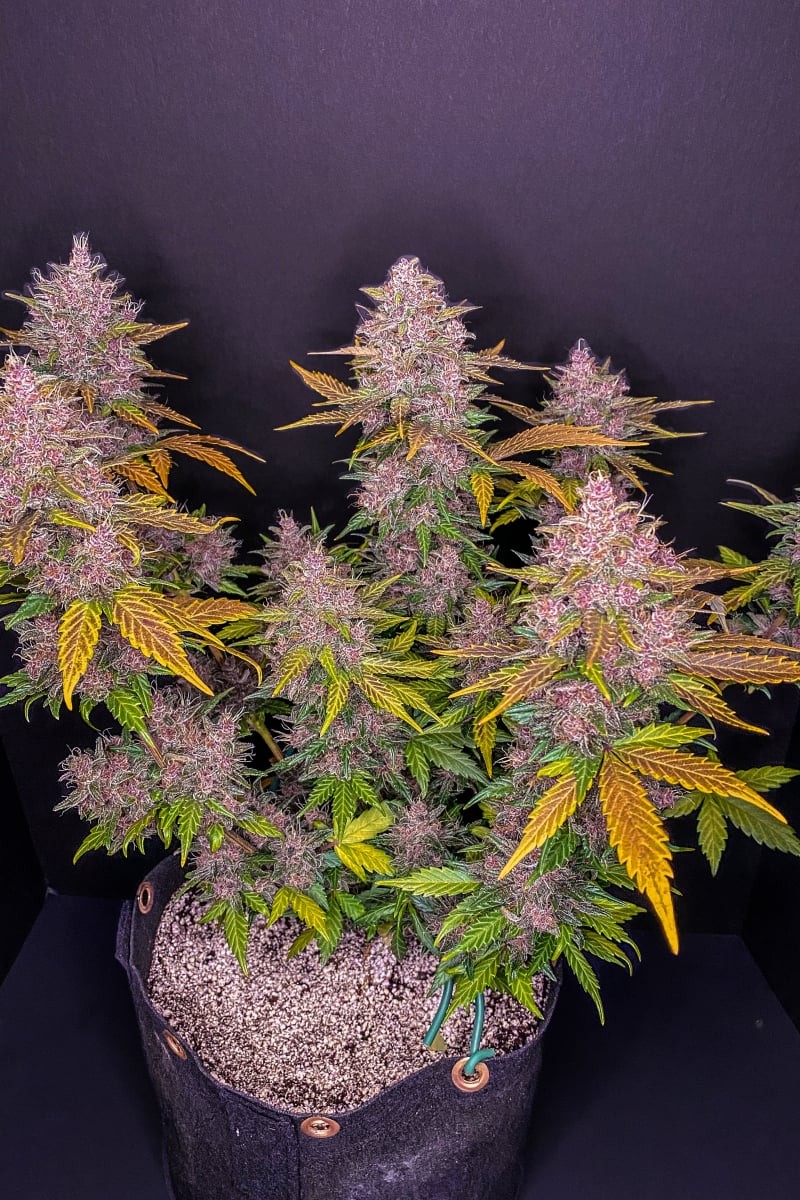 FAST BUDS - LSD-25 AUTO