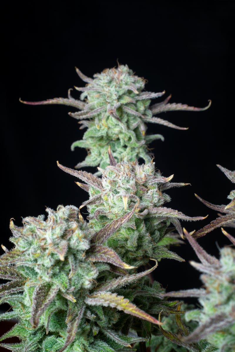 FAST BUDS - STRAWBERRY BANANA AUTO