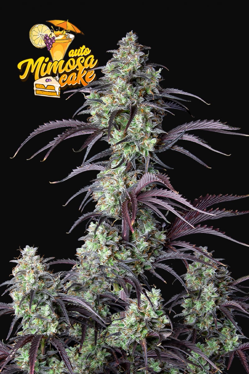 FAST BUDS - MIMOSA CAKE AUTO