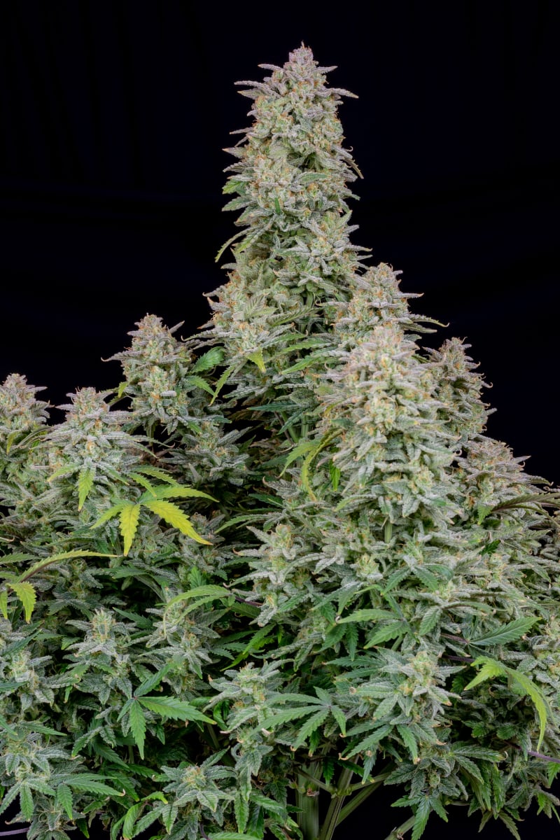 FAST BUDS - FORBIDDEN RUNTZ AUTO