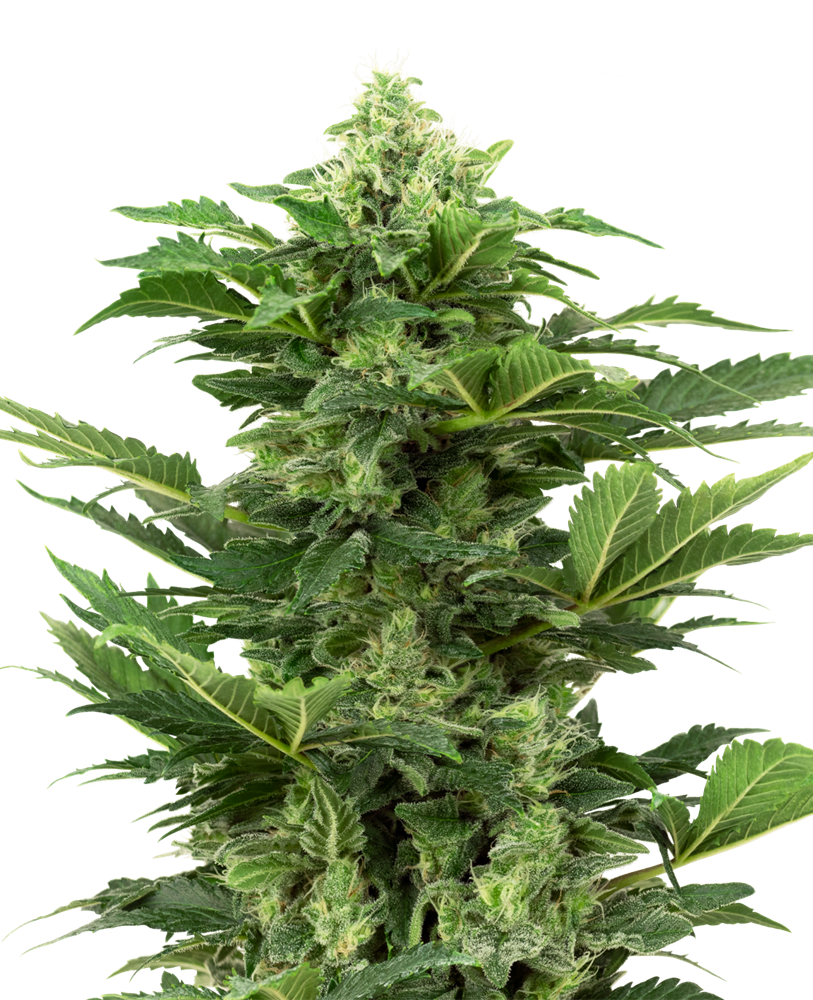 SENSI SEEDS - AFGHAN PEARL CBD AUTO - RESEARCH