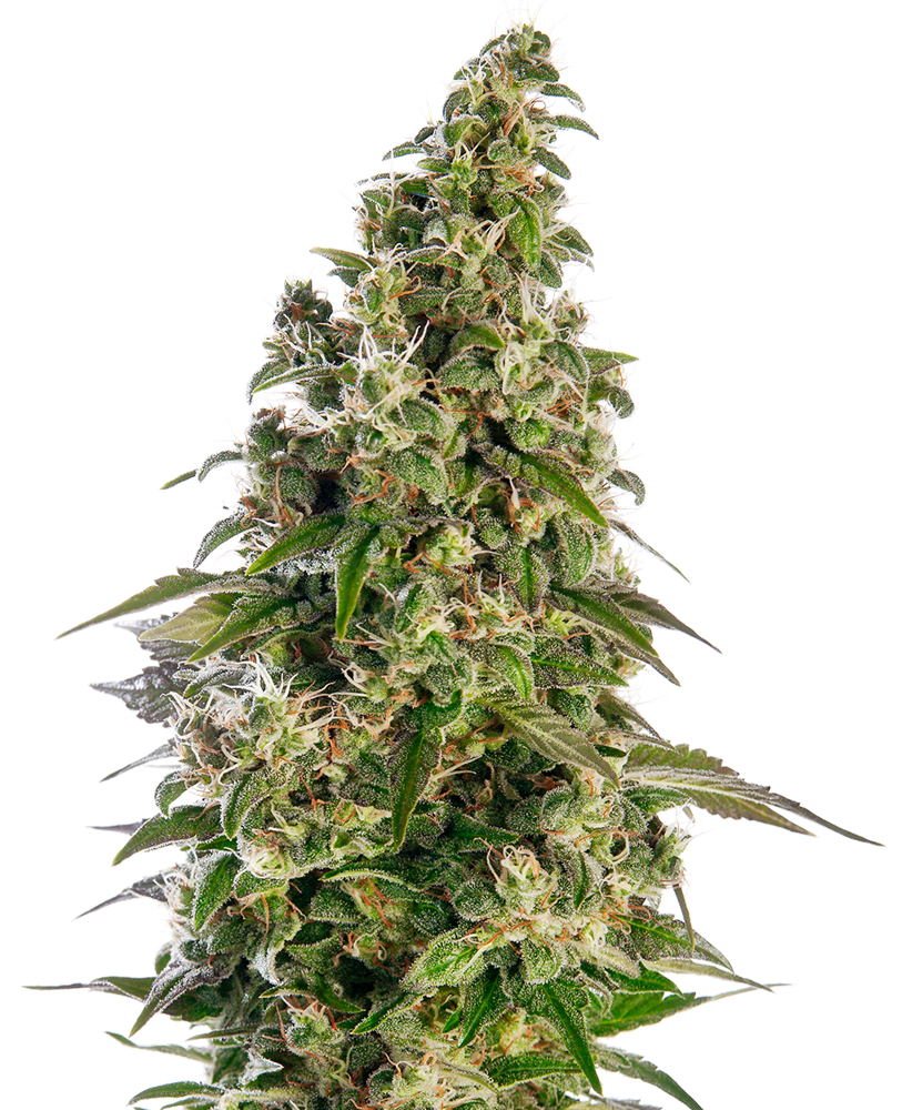 SENSI SEEDS - AFGHANI #1 AUTOMATICA - REDUX SERIES