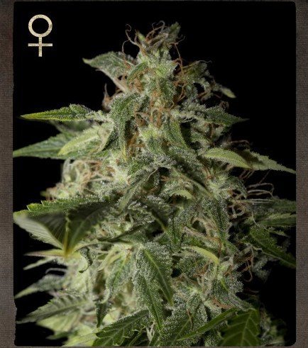 STRAIN HUNTERS - AFGOOEY