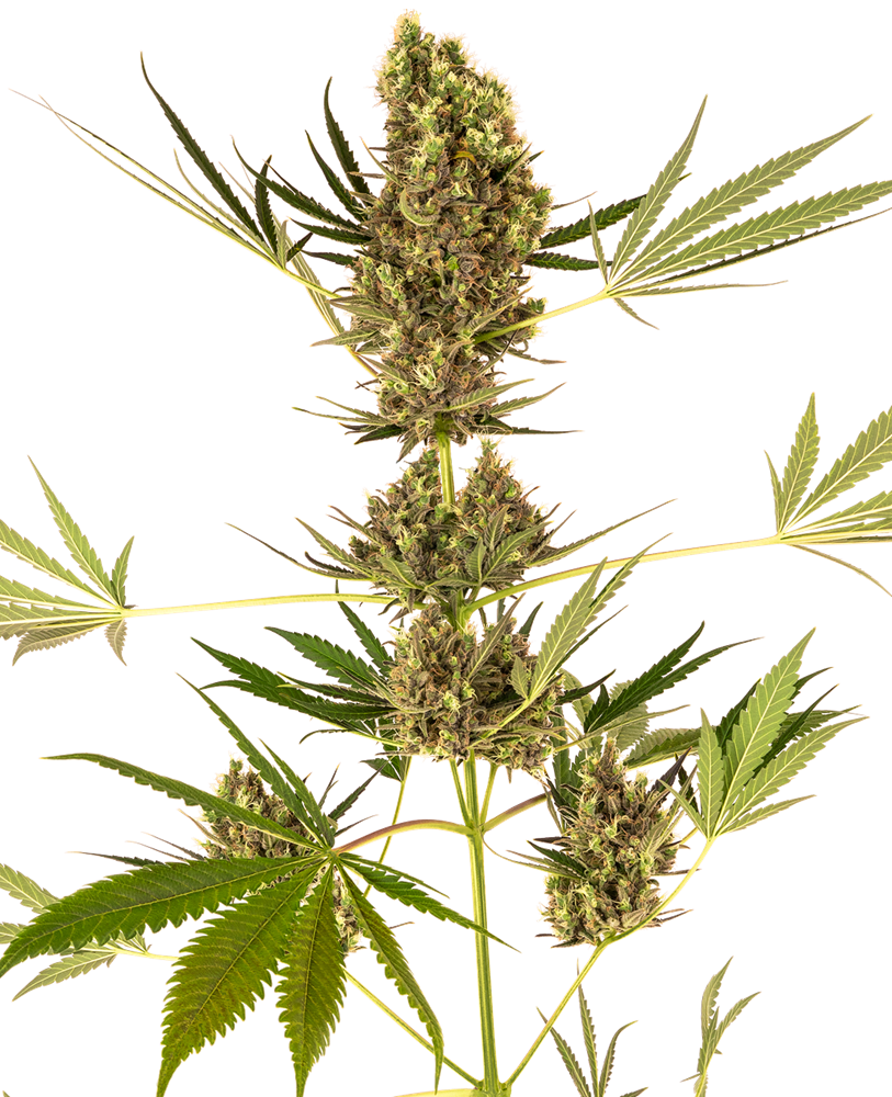 SENSI SEEDS - ALPINE DELIGHT CBD AUTO (EX SENSI #41)