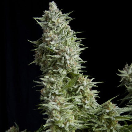 PYRAMID SEEDS - ALPUJARRENA