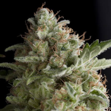PYRAMID SEEDS - AMERICAN PIE FEM